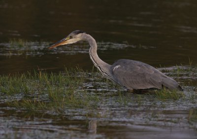 Grhger [Grey Heron] (IMG_9627)