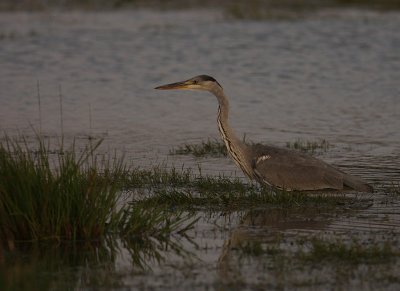 Grhger [Grey Heron] (IMG_9655)