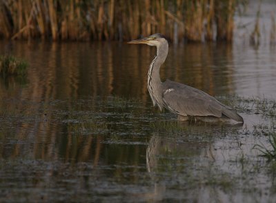 Grhger [Grey Heron] (IMG_9678)