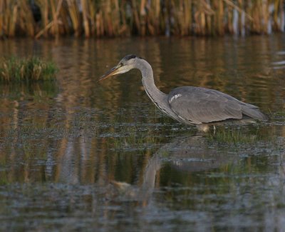 Grhger [Grey Heron] (IMG_9684)