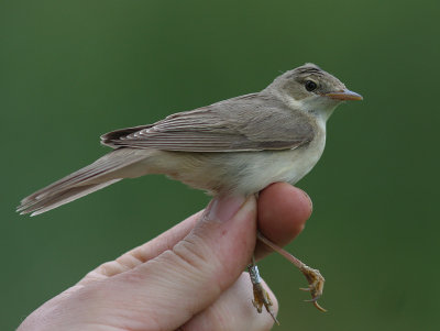 Krrsngare [Marsh Warbler] (IMG_6435)