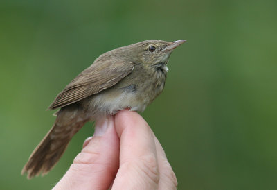 Flodsngare [River Warbler] (IMG_6454)