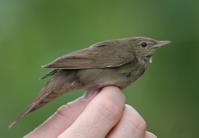 Flodsngare [River Warbler] (IMG_6465)