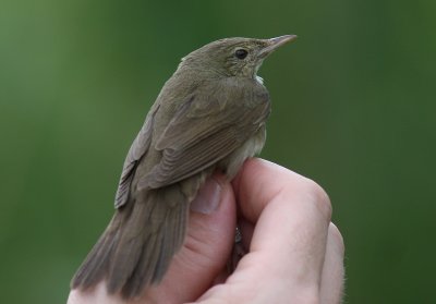 Flodsngare [River Warbler] (IMG_6474)