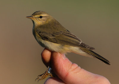 Lvsngare [Willow Warbler] (IMG_7494)