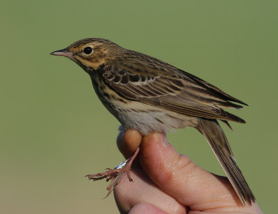 Trdpiplrka [Tree Pipit] (IMG_7511)