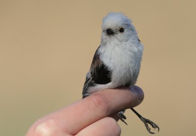 Stjrtmes [Long-tailed Tit] (IMG_7532)