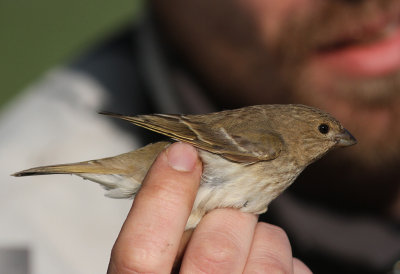 Rosenfink [Common Rosefinch] (IMG_8484)