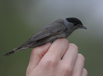 Svarthtta [Blackcap] (IMG_5863)