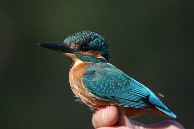 Kungsfiskare [Common Kingfisher] (IMG_8596)