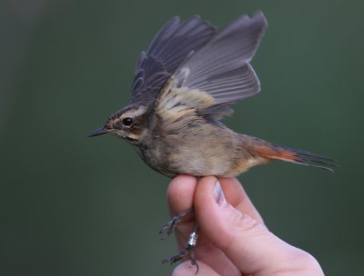 Blhake [Bluethroat] (IMG_9026)
