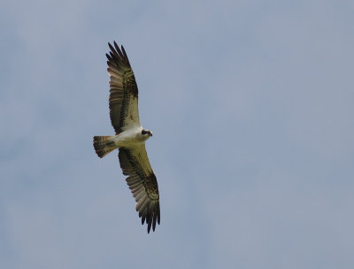Fiskgjuse [Osprey] (IMG_8622)