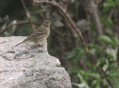 Skrpiplrka [Rock Pipit] (IMG_4149)