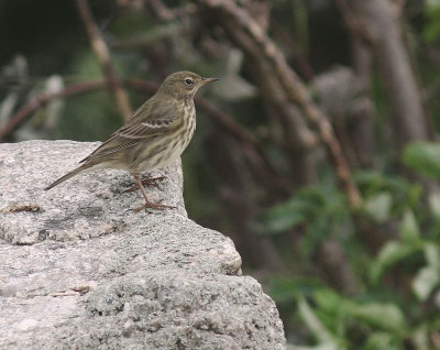 Skrpiplrka [Rock Pipit] (IMG_4151)