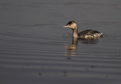 Svarthakedopping [Horned grebe] (IMG_4164)