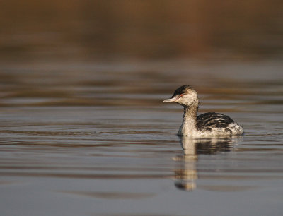 Svarthakedopping [Horned grebe] (IMG_4177)