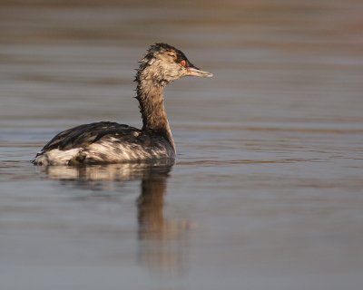 Svarthakedopping [Horned grebe] (IMG_4190)