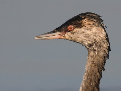 Svarthakedopping [Horned grebe] (IMG_4196)