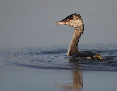 Svarthakedopping [Horned grebe] (IMG_4197)