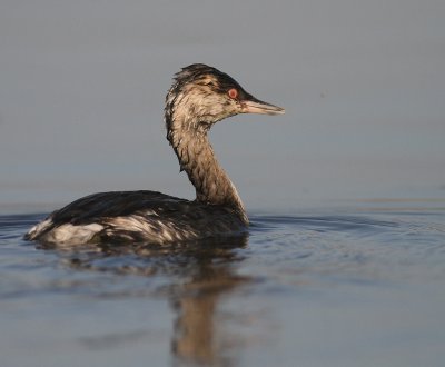 Svarthakedopping [Horned grebe] (IMG_4203)
