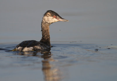 Svarthakedopping [Horned grebe] (IMG_4204)