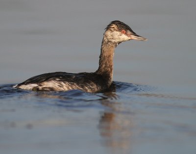 Svarthakedopping [Horned grebe] (IMG_4207)