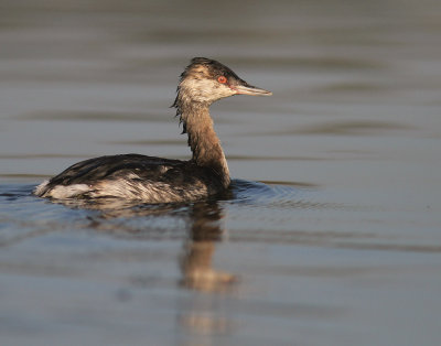 Svarthakedopping [Horned grebe] (IMG_4213)