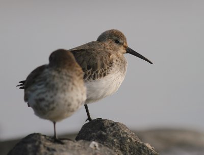 Krrsnppa  [Dunlin] (IMG_4244)