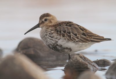 Krrsnppa  [Dunlin] (IMG_4451)
