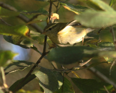 Taigasngare [Yellow-browed Warbler] (IMG_4596)