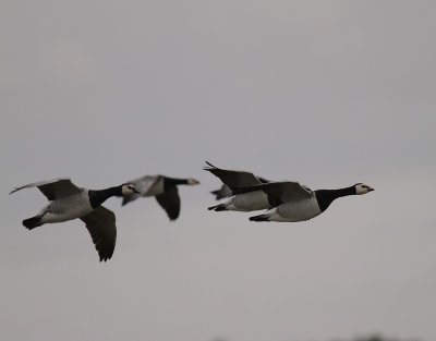 Vitkindad gs [Barnacle Goose] (IMG_4751)