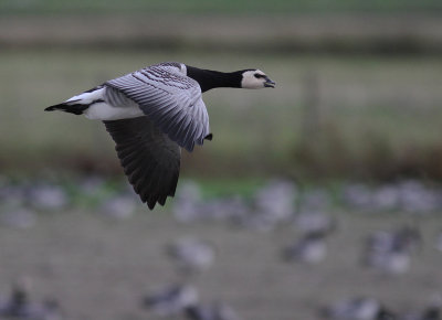 Vitkindad gs [Barnacle Goose] (IMG_4789)