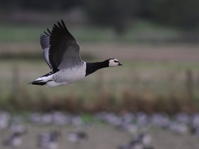 Vitkindad gs [Barnacle Goose] (IMG_4790)