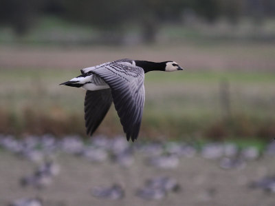 Vitkindad gs [Barnacle Goose] (IMG_4791)