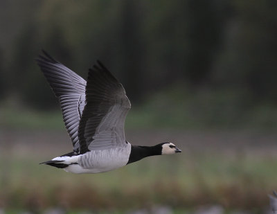 Vitkindad gs [Barnacle Goose] (IMG_4793)