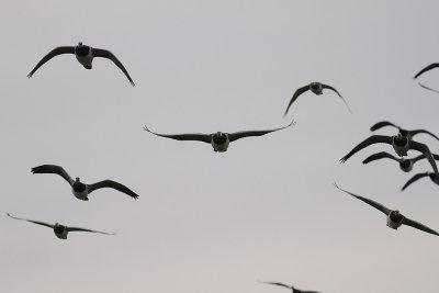 Vitkindad gs [Barnacle Goose] (IMG_4835)