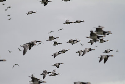 Vitkindad gs [Barnacle Goose] (IMG_4844)