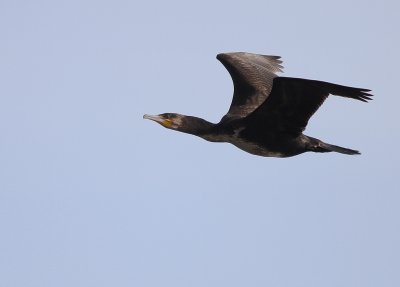 Storskarv [Great Cormorant] (IMG_5072)