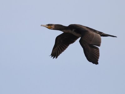 Storskarv [Great Cormorant] (IMG_5073)