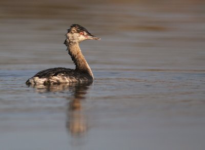 Svarthakedopping [Horned grebe] (IMG_4188)