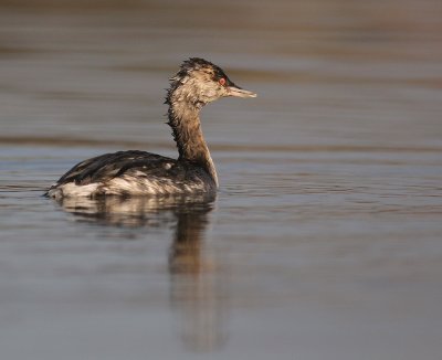 Svarthakedopping [Horned grebe] (IMG_4189)