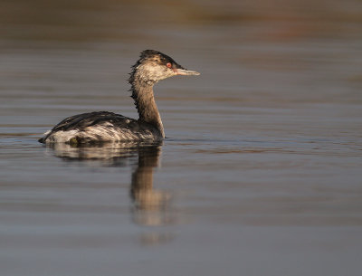 Svarthakedopping [Horned grebe] (IMG_4195)
