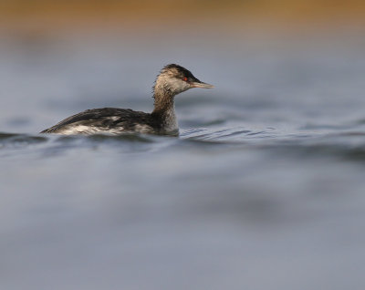 Svarthakedopping [Horned grebe] (IMG_5015)
