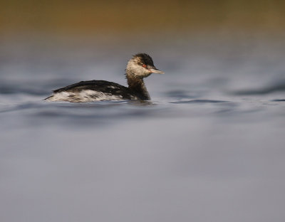 Svarthakedopping [Horned grebe] (IMG_5027)