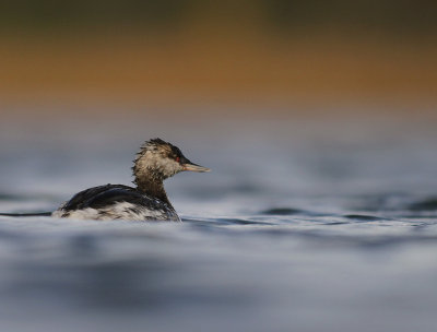 Svarthakedopping [Horned grebe] (IMG_5057)
