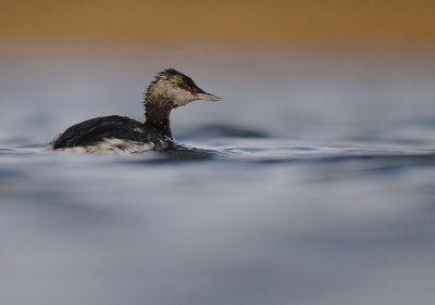 Svarthakedopping [Horned grebe] (IMG_5061)