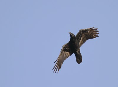 Korp [Common Raven] (IMG_4690)