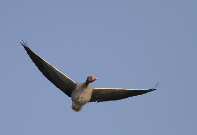Grgs [Greylag Goose] (IMG_6549)