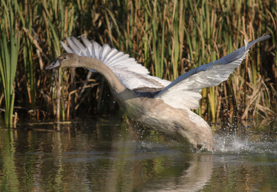 Knlsvan [Mute Swan] (IMG_6532)