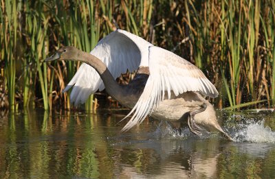 Knlsvan [Mute Swan] (IMG_6533)